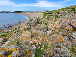 Sea thrift