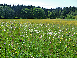 Oxeye daisies