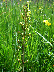 Common twayblade