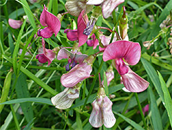 Narrow-leaved everlasting pea