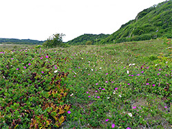 Wildflowers