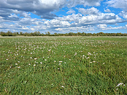 Cuckoo flowers