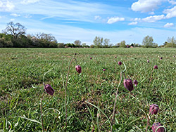 The grassland
