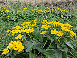 Marsh marigolds