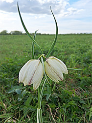 White-flowered fritillary