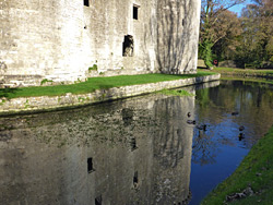 Ducks in the moat