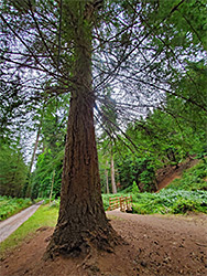 Large fir