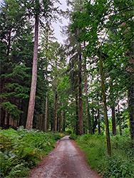 Track through the valley