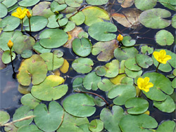 Flowers and leaves