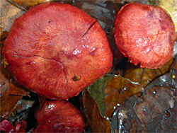 Bloodred webcap