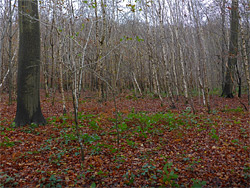 Leaves and trees