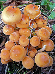 Sulphur tuft