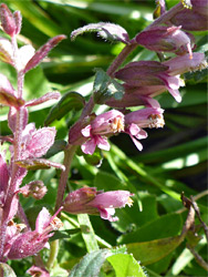 Pink flowers