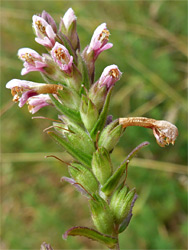 Red bartsia