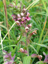 Withering flowers