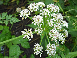 Hemlock water-dropwort