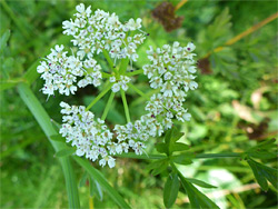 Small flower cluster