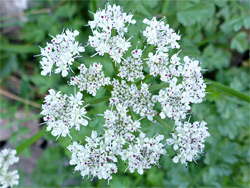 Flat-topped flower cluster