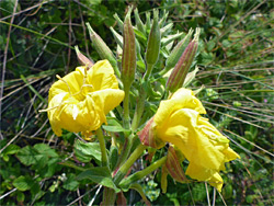 Large-flowered evening-primrose