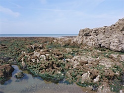 Seaweed-covered rocks