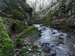 Mossy cliffs