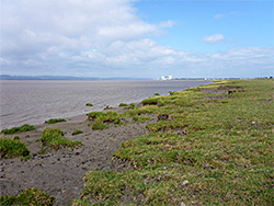 Saltmarsh