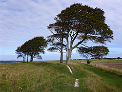 Line of trees