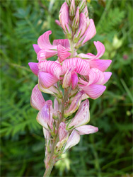 Pale pink flowers