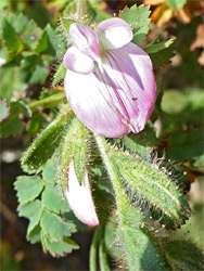 Flowers and leaves