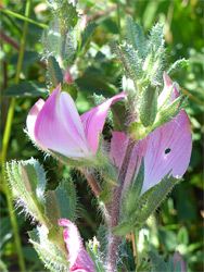 Common restharrow