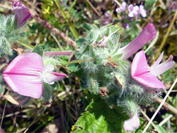 Glandular calyces