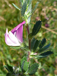 Spiny restharrow