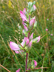 Flowers and long spines