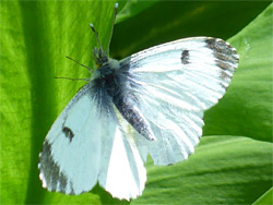 Orange tip