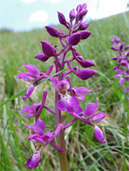 Purple flowers