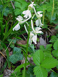 White-flowered specimen