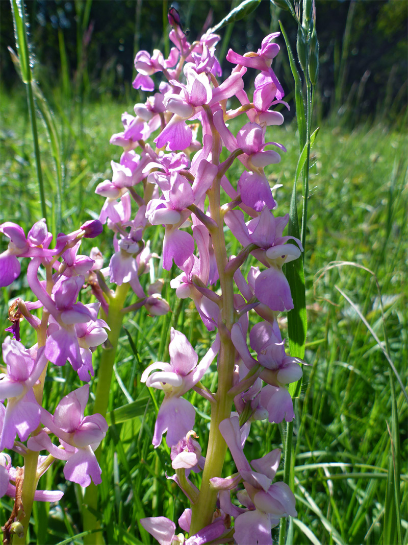 Early purple orchid