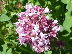 Pink/purple flowers