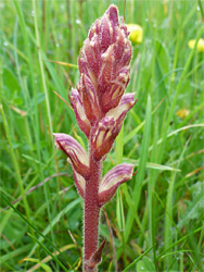 Lesser broomrape