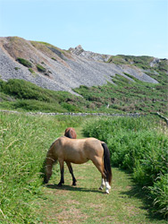 Two horses