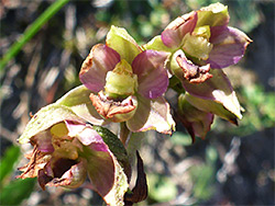 Broad-leaved helleborine