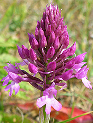 Pyramidal orchid