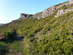 Path through gorse bushes