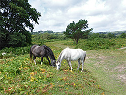 Two horses