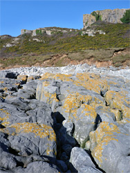 Lichen-covered limestone