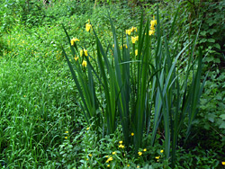 Group of plants