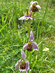 Bee orchid - stem
