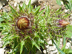 Carline thistle