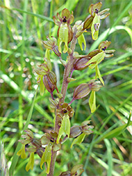 Common twayblade - flowers