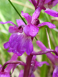 Early purple orchid